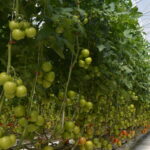 Evolution invernadero méxico tomate (1)