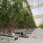 premium elevated tomate cherry bonnysa (10)