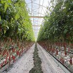 premium elevated tomate cherry bonnysa (24)