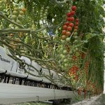 premium elevated tomate cherry bonnysa (3)